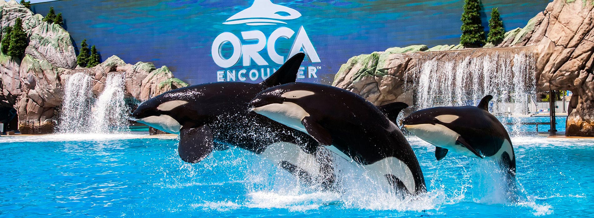 Orca-Encounter-1900x700.jpg
